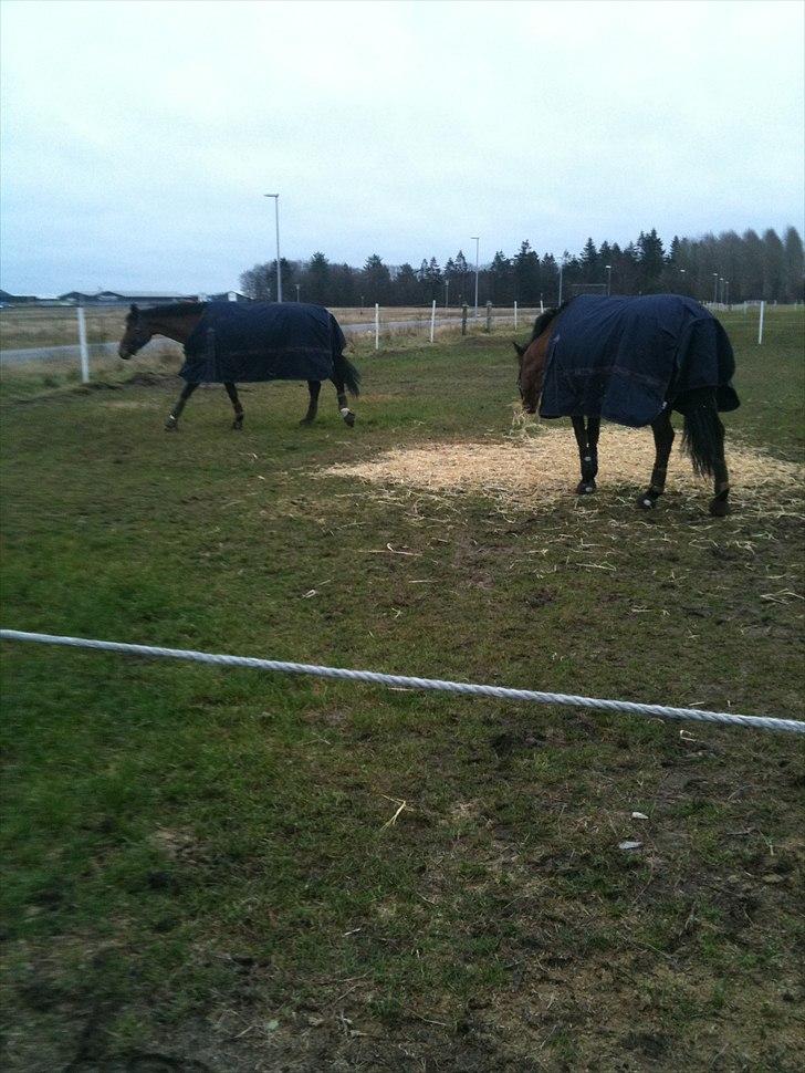 Dansk Varmblod Bækagers Lester - På fold med sin kone <3 billede 13