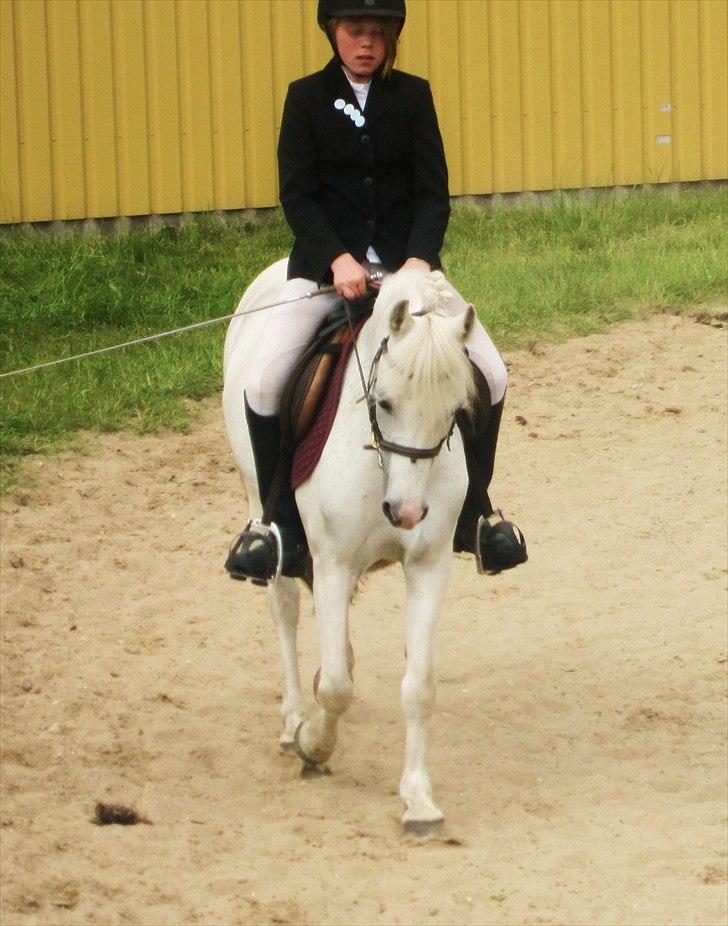 Welsh Pony (sec B) Blondie (rosa) - stævne på Lindholm i en LB2 og fik anden plads, jubii  billede 9