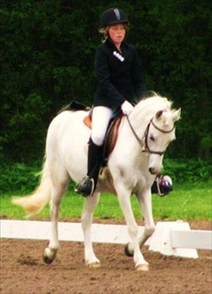 Welsh Pony (sec B) Blondie (rosa) - den sande kærlighed begyder der hvor der ikke forventes gengæld. billede 10