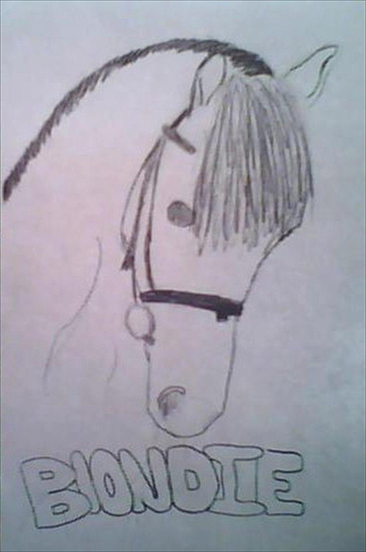 Welsh Pony (sec B) Blondie (rosa) - elsker hende over alt i verden billede 11