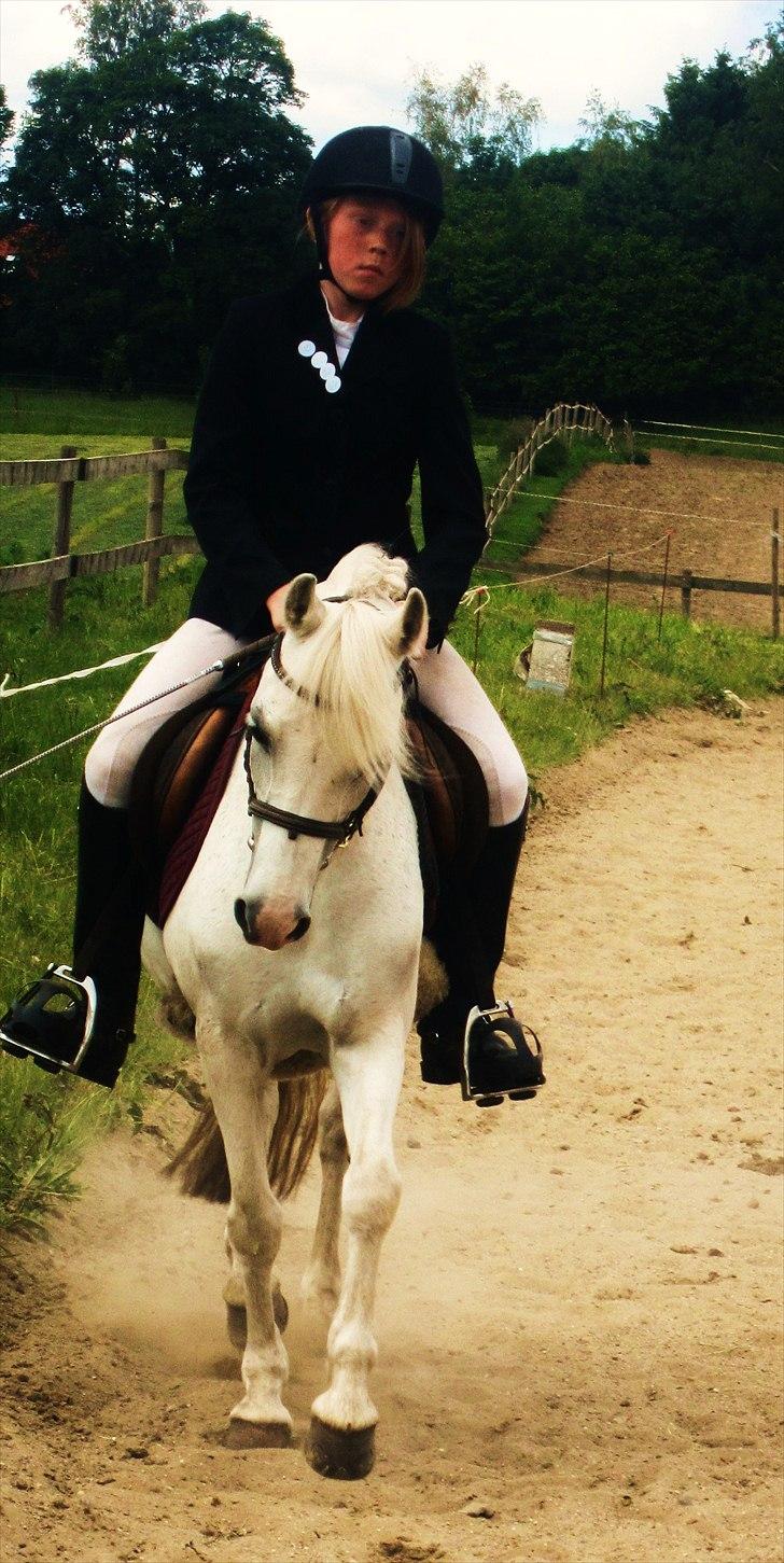 Welsh Pony (sec B) Blondie (rosa) - en tøs jeg aldrig glemmer<3<3<3<3<3<3<3<3  billede 12