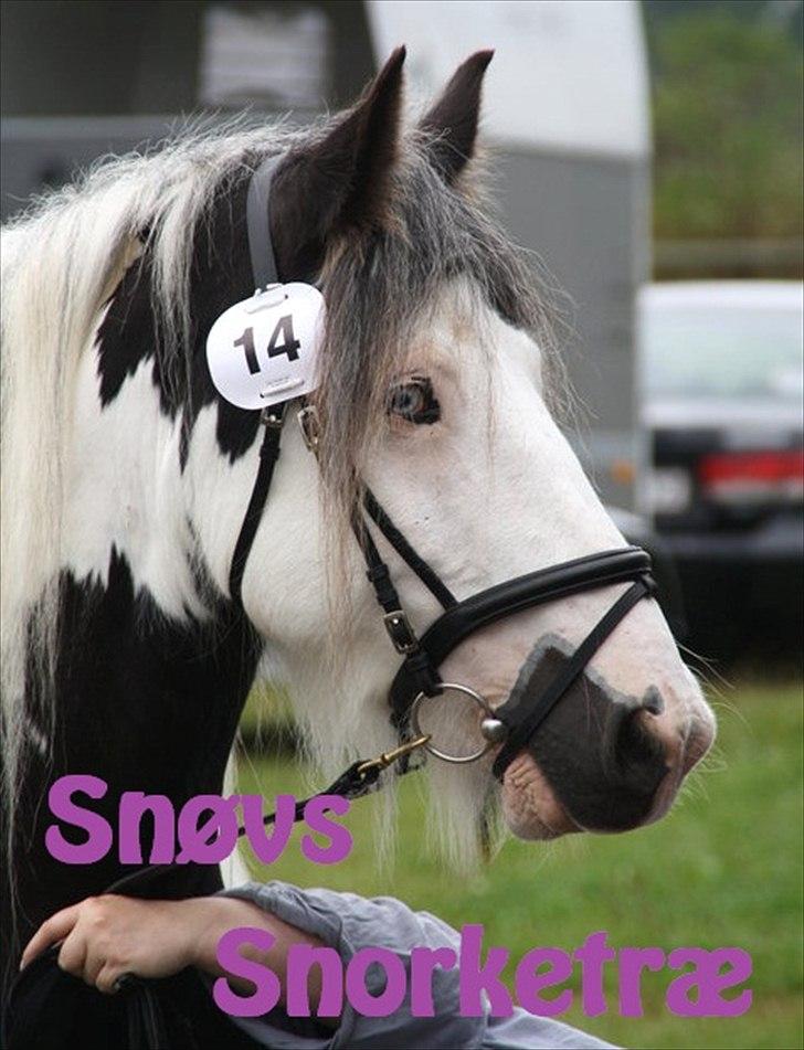 Irish Cob Snøvs Snorketræ.. billede 2