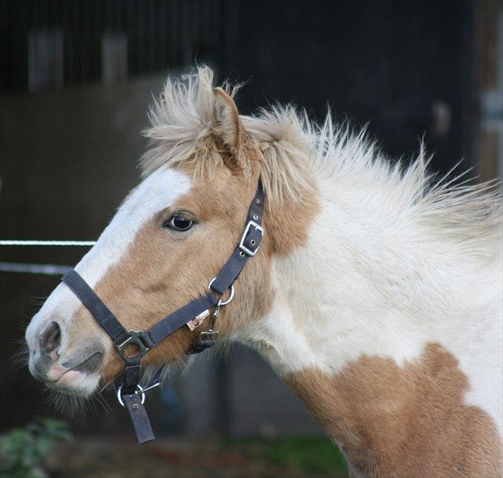 Irish Cob Crossbreed Flannaghan billede 2