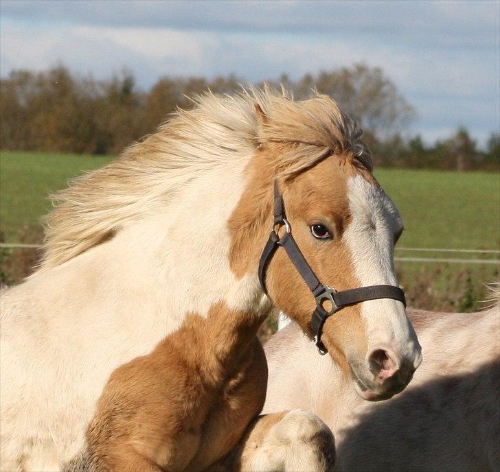 Irish Cob Crossbreed Flannaghan billede 3