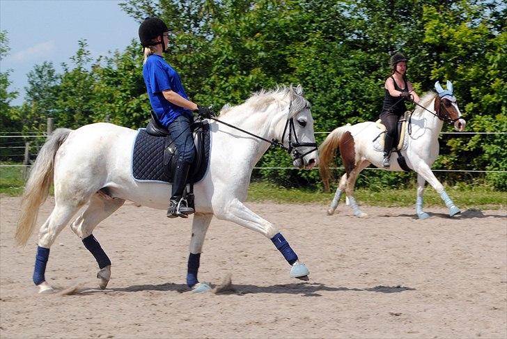 Anden særlig race Silver Moon billede 17