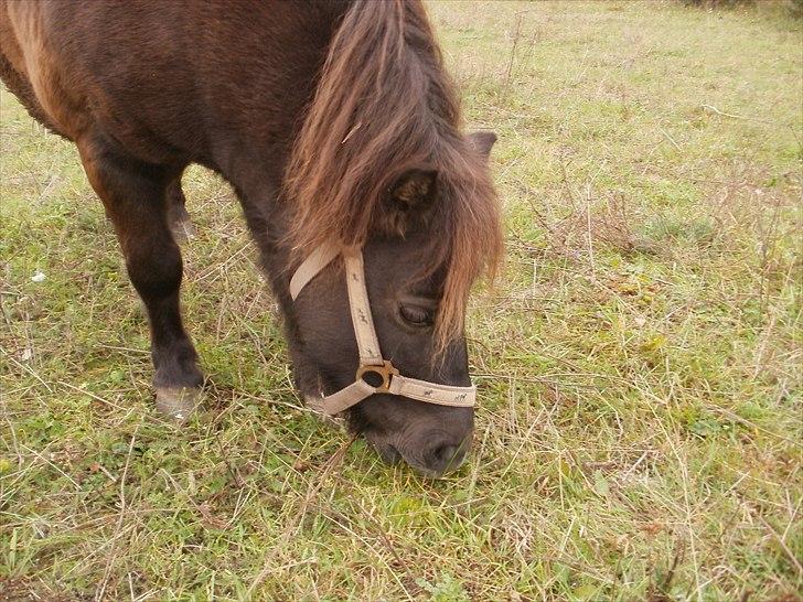 Shetlænder Hugo *R.I.P* billede 3