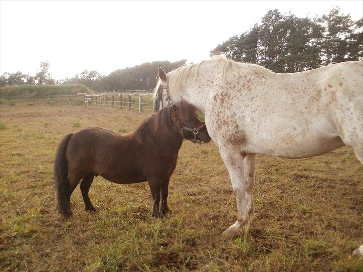 Shetlænder Hugo *R.I.P* billede 7