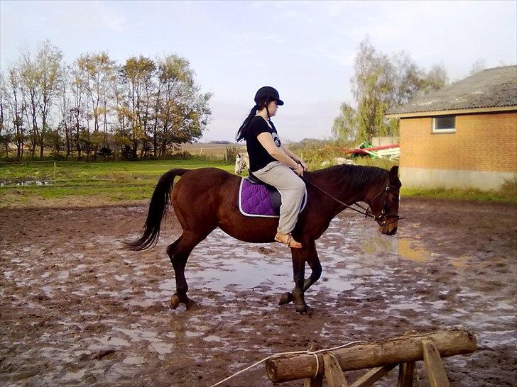 Dansk Varmblod Majbrit *Tøzen*  - 2 gang jeg red hende og vi er så gode 

Foto. Mette billede 18