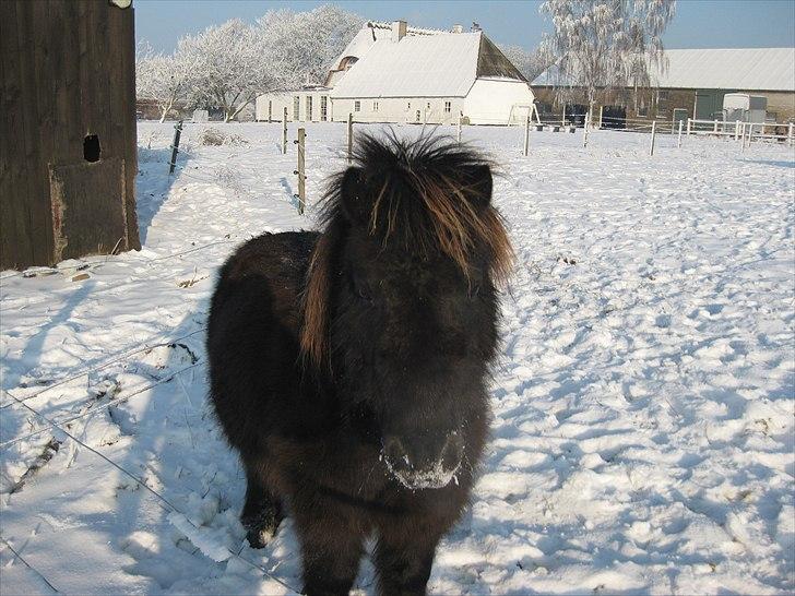 Shetlænder Vikter - Taget af: mie billede 11