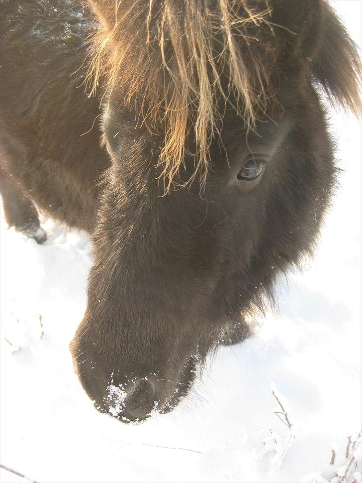 Shetlænder Vikter - taget af: mie billede 17