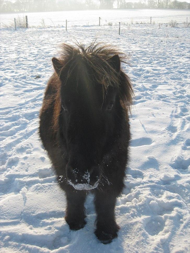 Shetlænder Vikter - taget af: mie billede 19