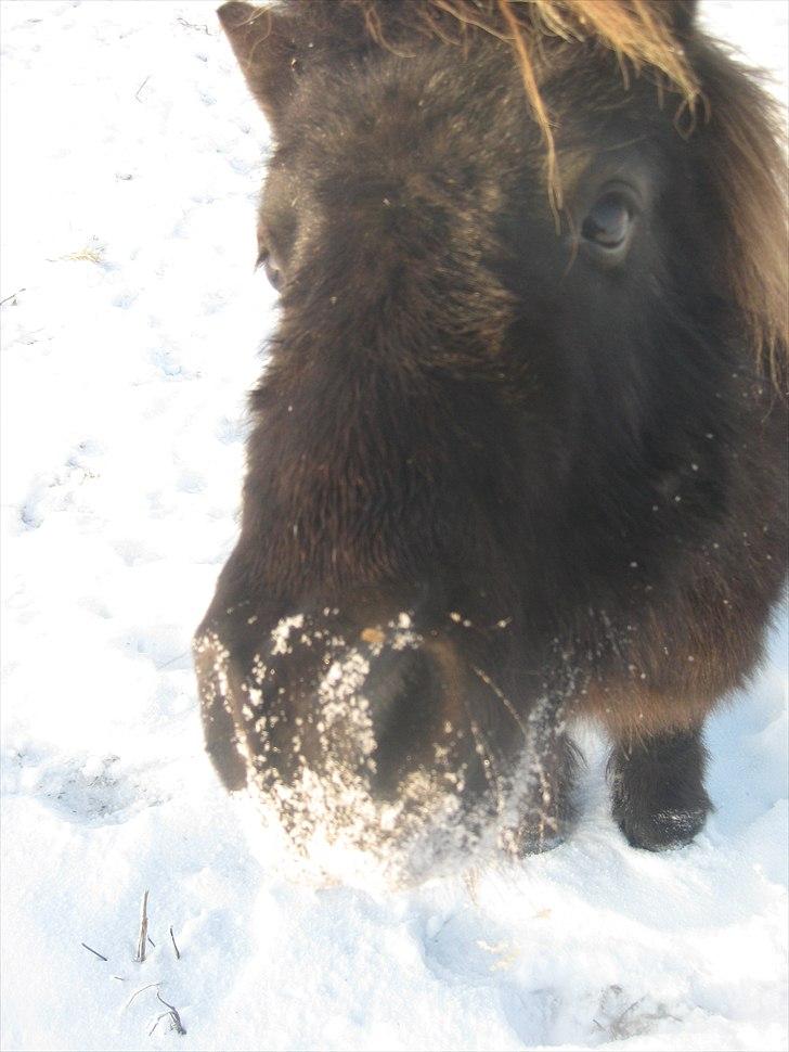 Shetlænder Vikter - taget af: mie billede 14