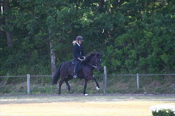 Islænder Prinsessa fra Pegasus billede 10