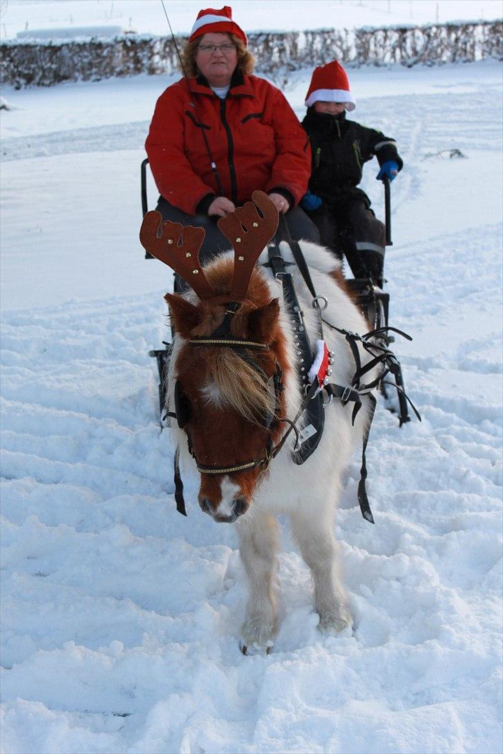 Dansk Miniature Egehøj's Casino Z billede 18