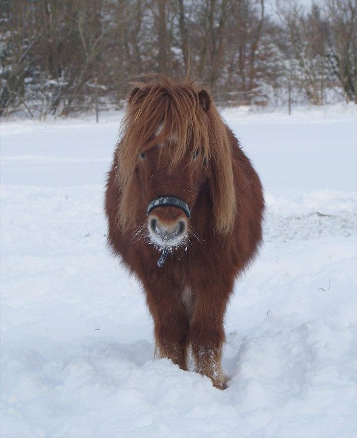 Anden særlig race Møllegårdens Kajser - Kajser, december 2010 billede 13