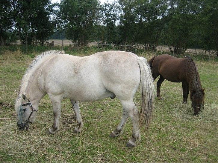 Anden særlig race Milo (Den fede) - I sommers. Inden han blev tyk :) billede 13
