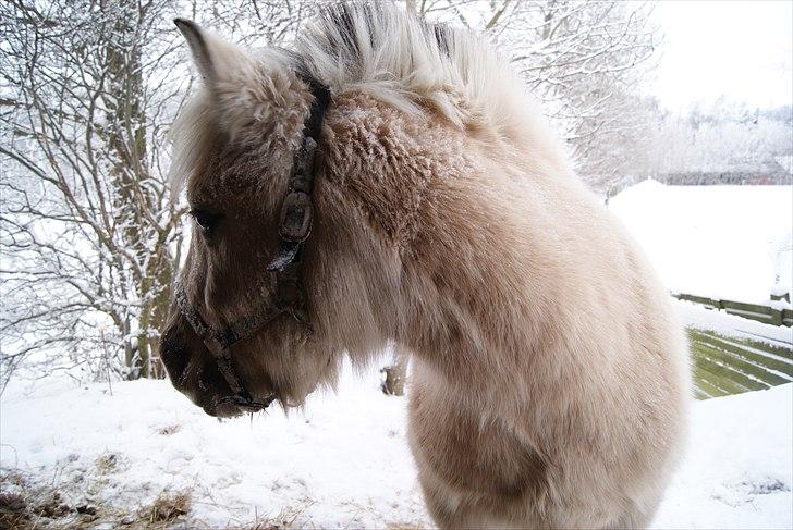 Anden særlig race Milo (Den fede) billede 14