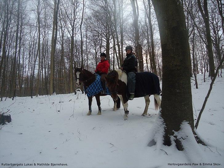 Welsh Cob (sec D) | Rytterbjergets Nico - Lukas  - i skoven på Lukas sammen med Emma & Powii :). billede 10