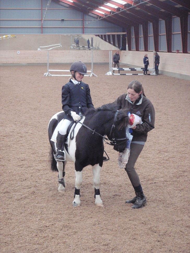 Anden særlig race Balou - Mig og Balou Til stævne i Abildstrup ridecenter:) billede 1