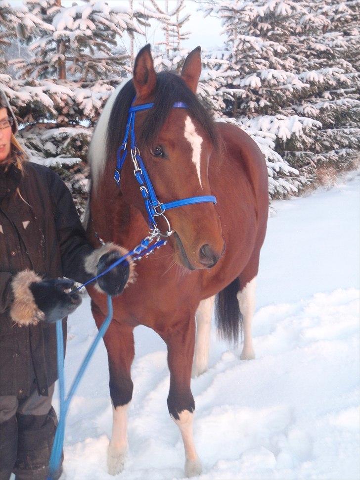 Pinto Araber Fareed Ibn El Hakim - 19 dec 2010 meget kold dag billede 17