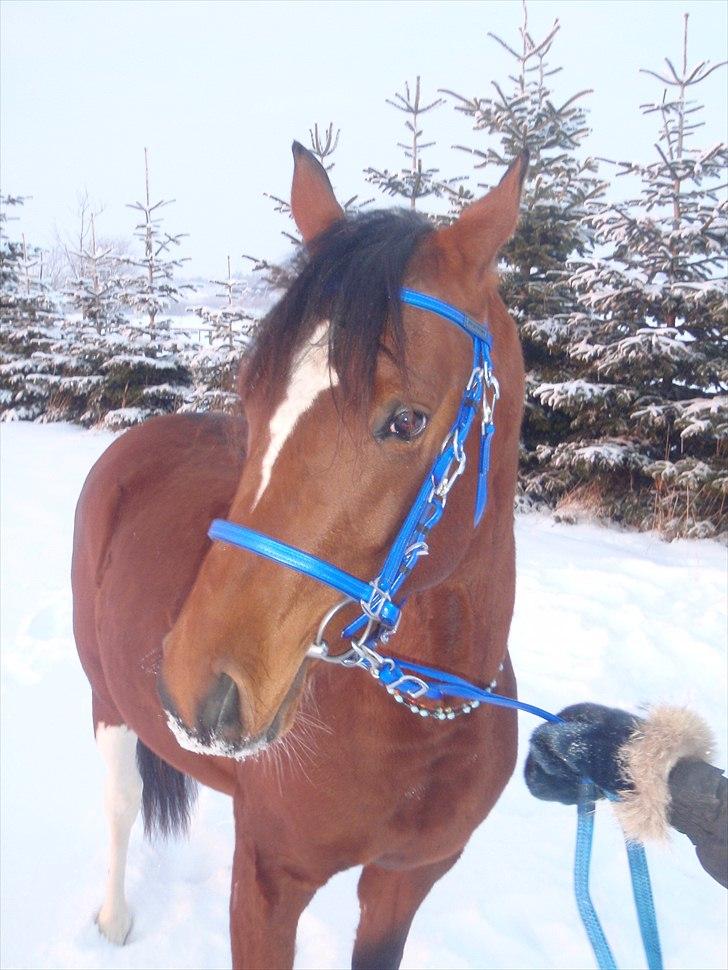 Pinto Araber Fareed Ibn El Hakim - 19 dec 2010 meget kold dag billede 18