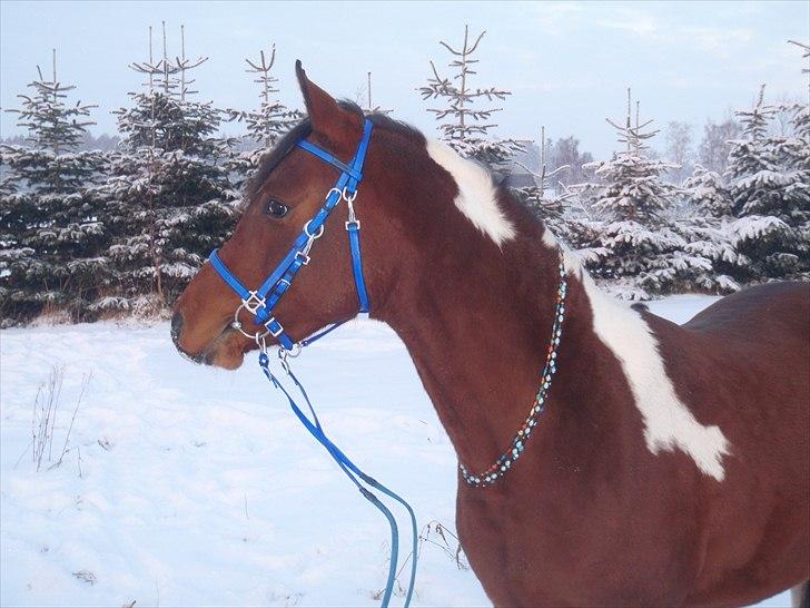 Pinto Araber Fareed Ibn El Hakim - 19 dec 2010 meget smuk vamset hest billede 20