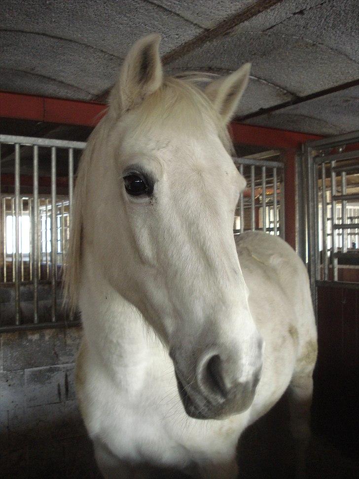 Anden særlig race smilla englehesten<3 R.I.P<3 - smukke smilla. billede 10