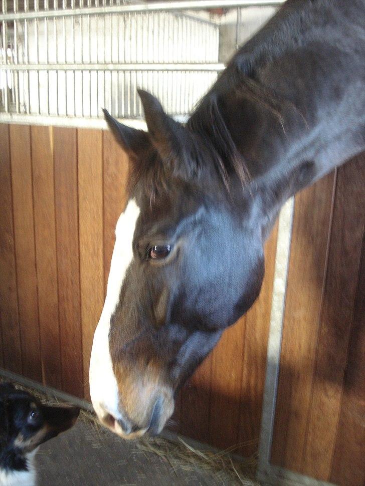 Oldenborg Lucas - .lucas og nelly (:<3 billede 11