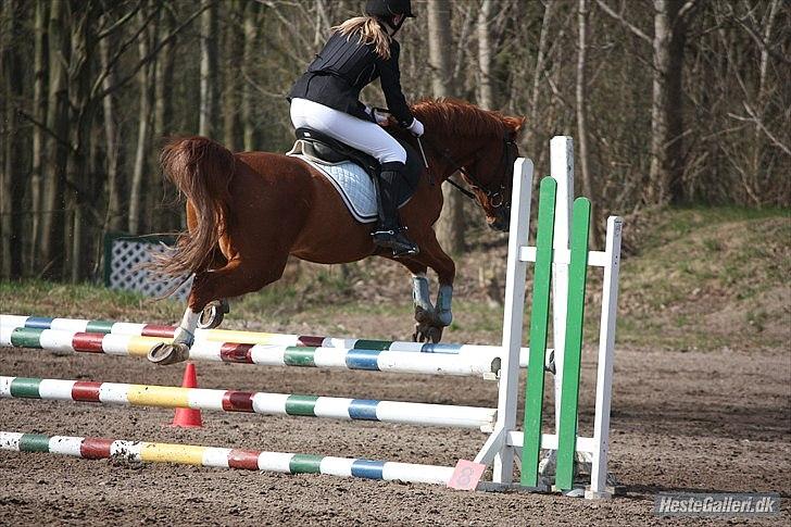 Anden særlig race Bali - *NYT* Foto: MBA billede 1