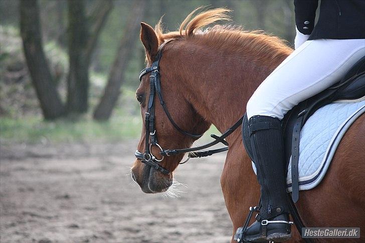 Anden særlig race Bali - *NYT* Foto: MBA billede 2