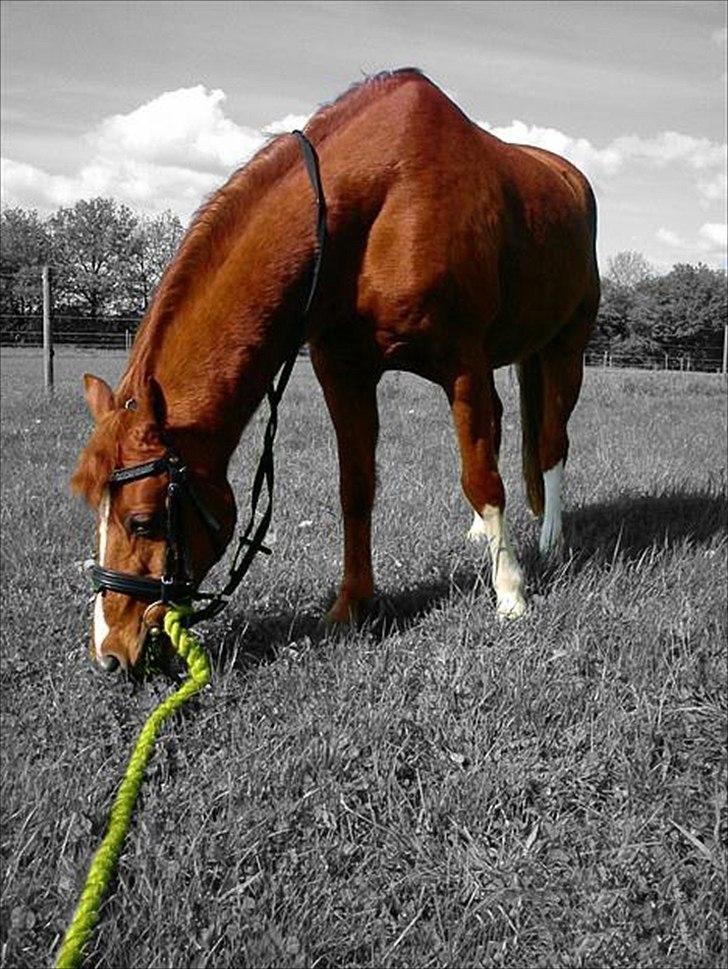 Anden særlig race Bali - Venligst udlånt af Michelle =D) billede 3