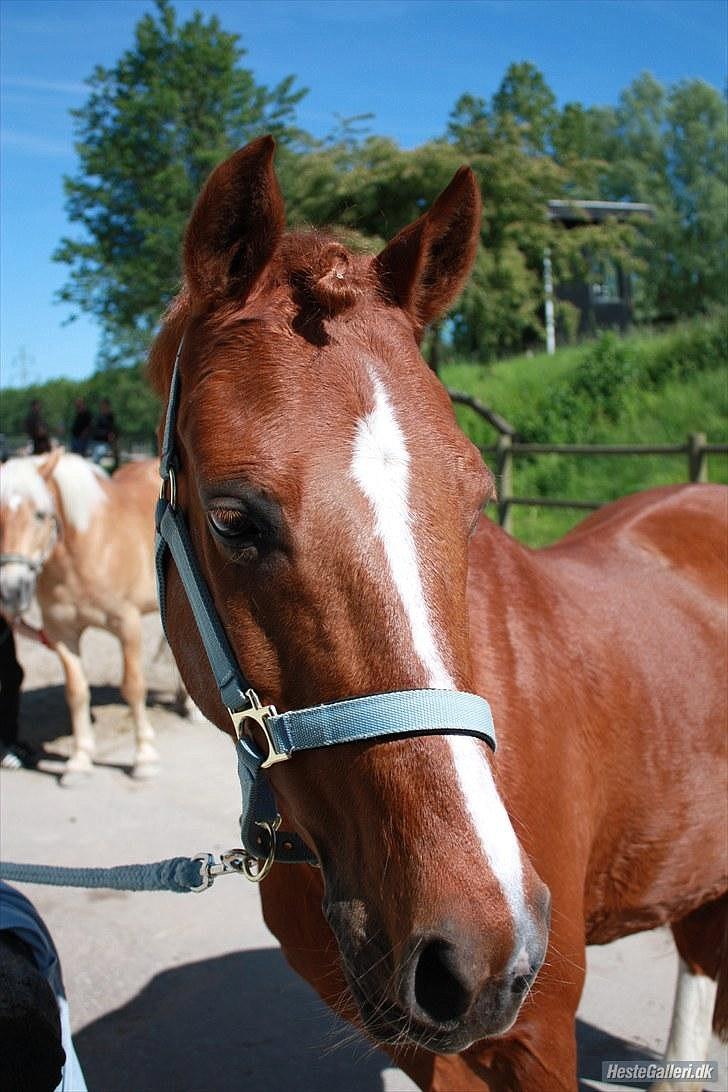Anden særlig race Bali - Foto: MBA billede 4