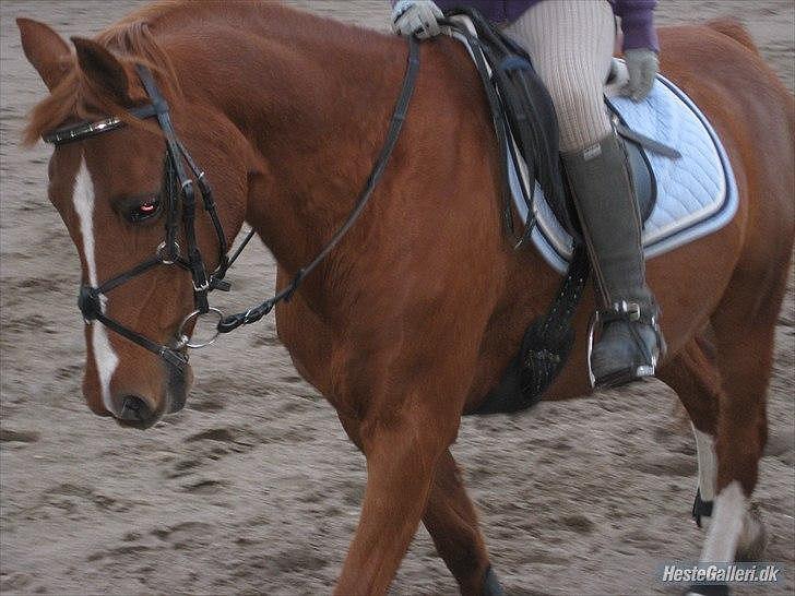 Anden særlig race Bali - Foto: MBA billede 5