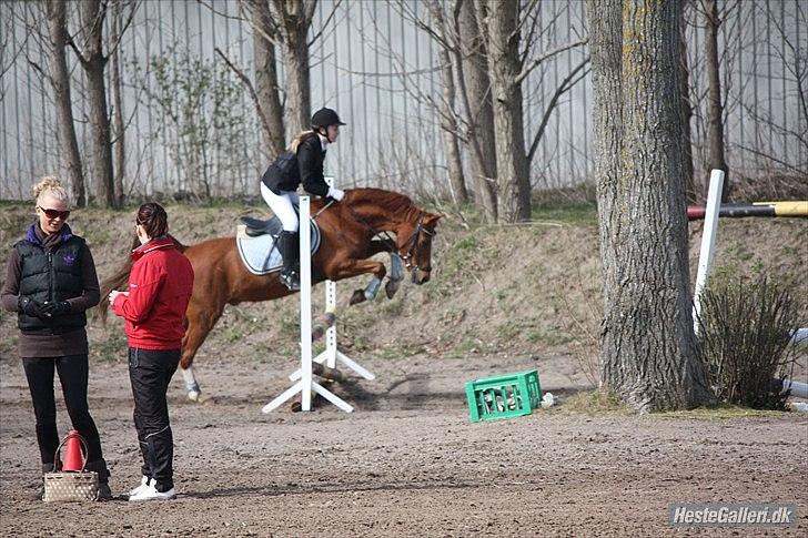 Anden særlig race Bali - *NYT* Foto: MBA billede 6