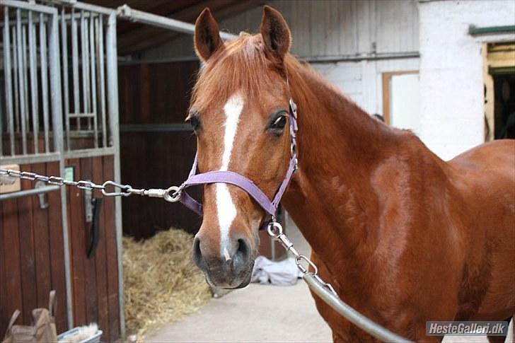 Anden særlig race Bali - Venligst udlånt af Michelle :) billede 7
