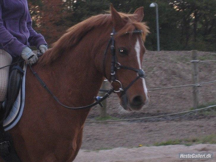 Anden særlig race Bali - Foto: MBA billede 8