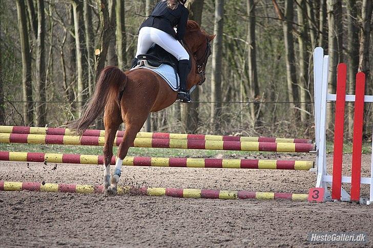 Anden særlig race Bali - *NYT* Foto: MBA billede 9