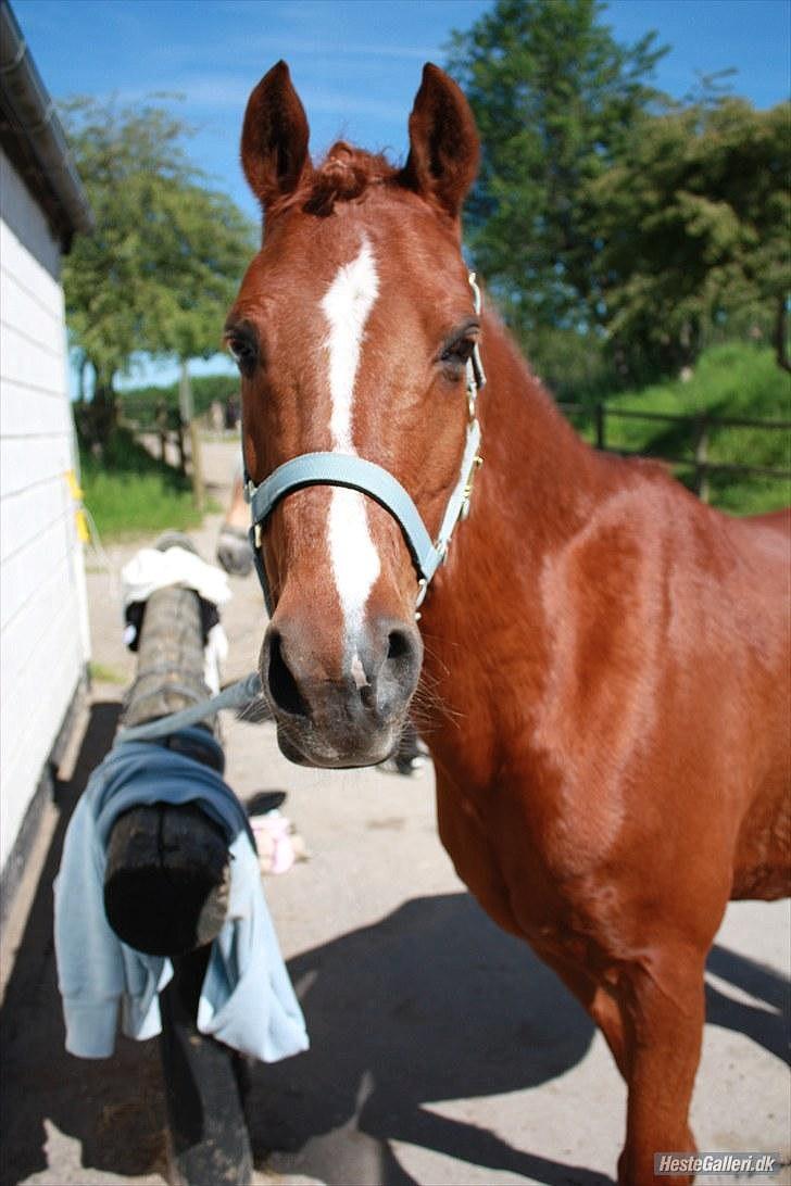Anden særlig race Bali - Foto: MBA? billede 10