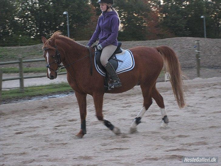 Anden særlig race Bali - Foto: MBA billede 11