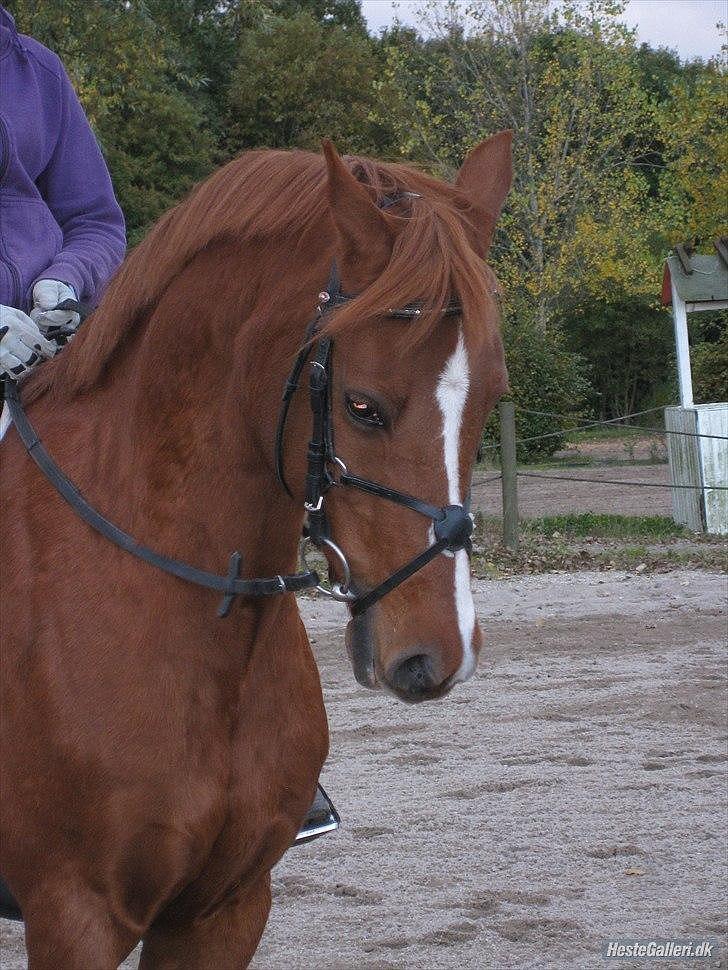 Anden særlig race Bali - Foto: MBA billede 12
