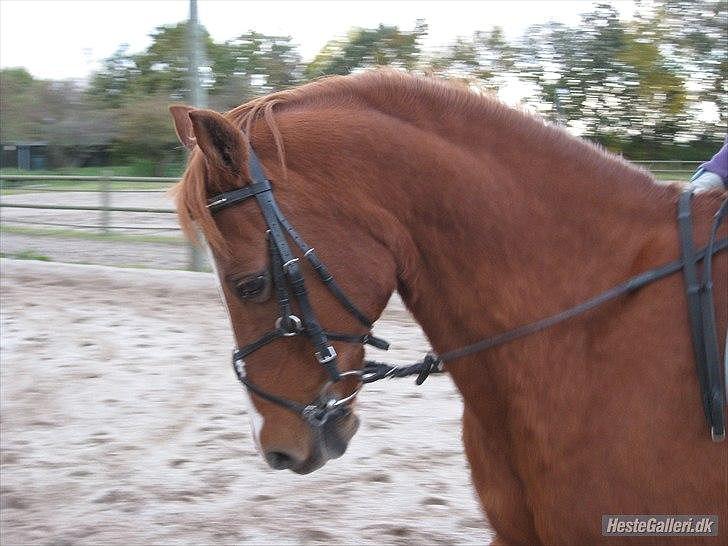 Anden særlig race Bali - Foto: MBA billede 13