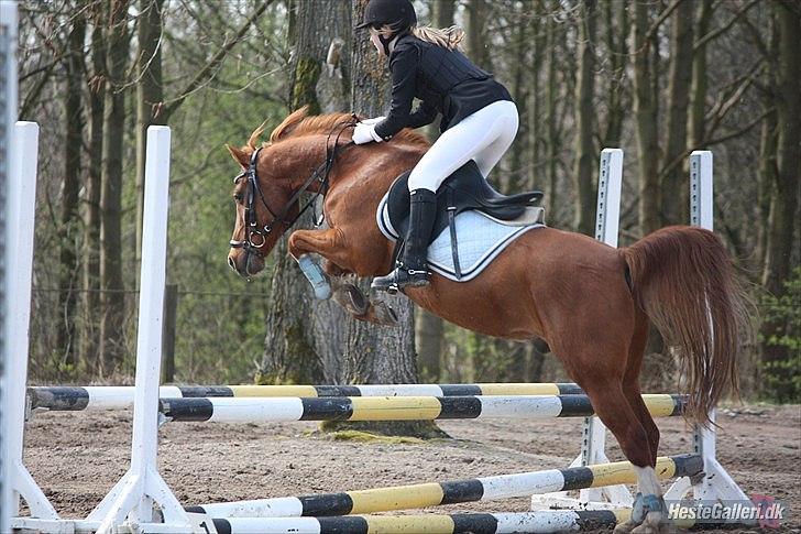 Anden særlig race Bali - *NYT* Foto: MBA billede 14