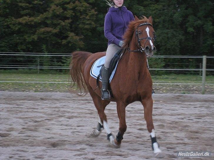 Anden særlig race Bali - Han var skide bange for et af hjørnerne af en eller anden underlig grund den dag xD Foto: MBA billede 15