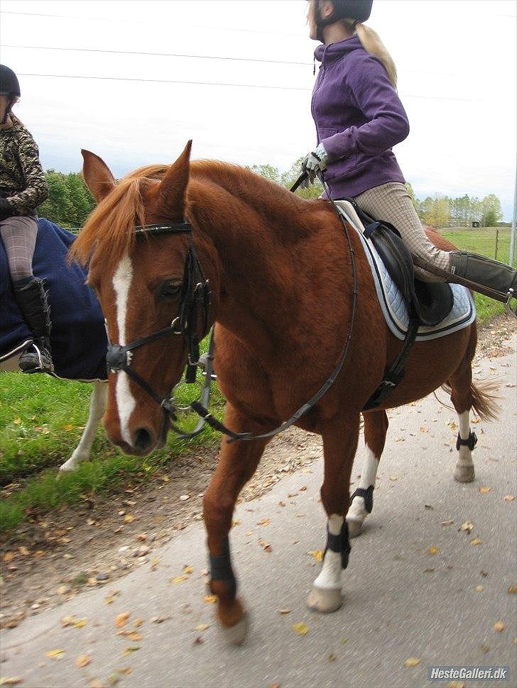 Anden særlig race Bali - Foto: MBA billede 17