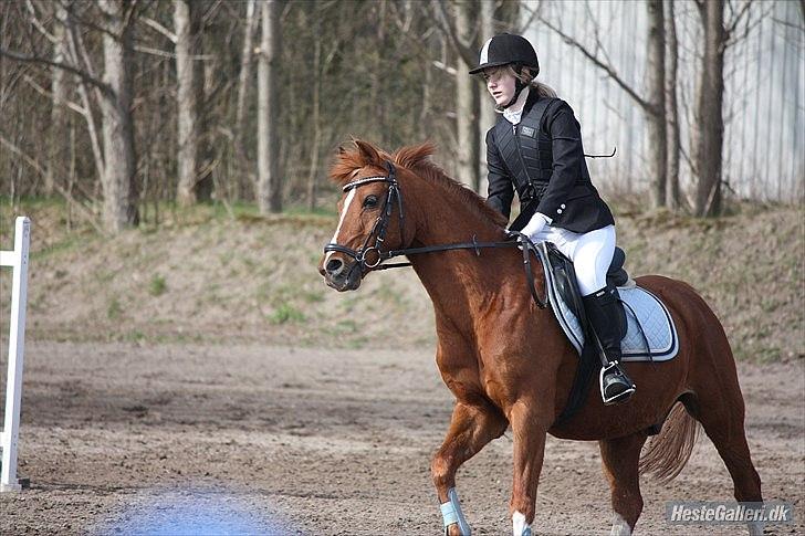 Anden særlig race Bali - *NYT* Foto: MBA billede 18