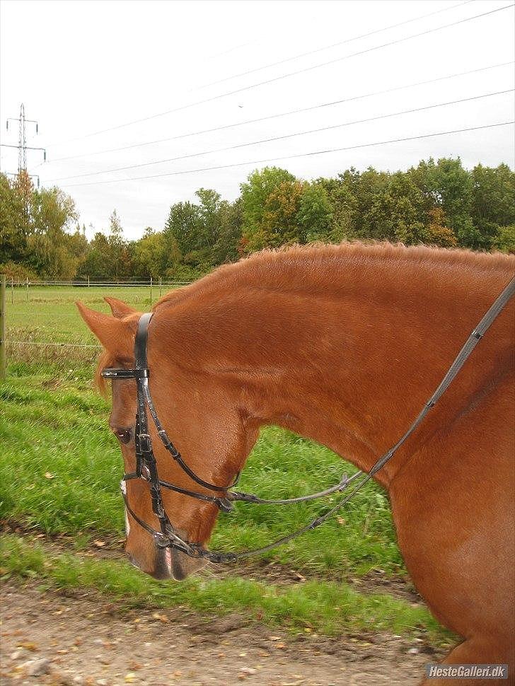 Anden særlig race Bali - Foto: MBA billede 19