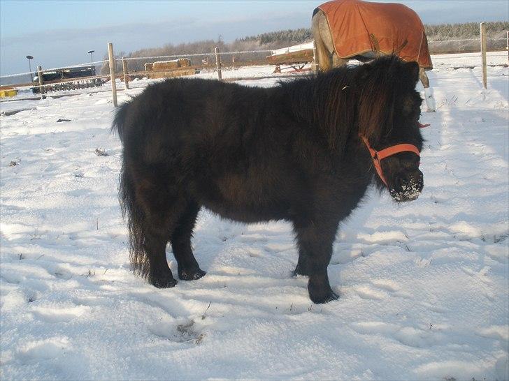 Shetlænder Tulle billede 17