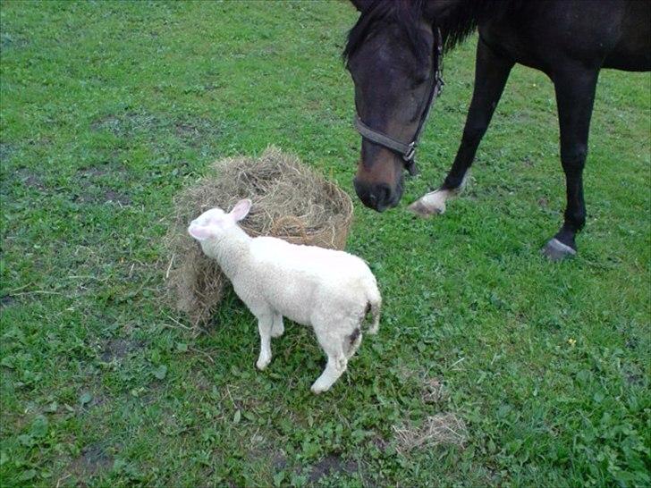 Traver Kildens Josephine Bøg - En nysgerrig Josephine kigger på Oscar... billede 16