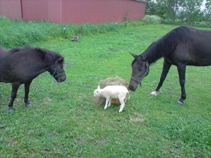Traver Kildens Josephine Bøg - Josephine, Bella og lille baby Oscar...  billede 17