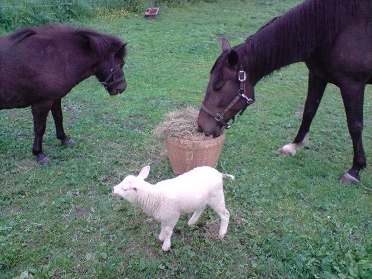 Traver Kildens Josephine Bøg - Det er da landlig idyl at dyrene hygger sammen... billede 18
